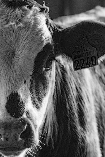 Custom Artwork K-Bob's 5 pieces